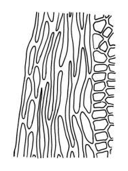 Fissidens rigidulus var. rigidulus, laminal cells, margin of vaginant lamina. Drawn from P.J. Brownsey s.n., 25 Jan. 1985, WELT M007840.
 Image: R.C. Wagstaff © Landcare Research 2014 